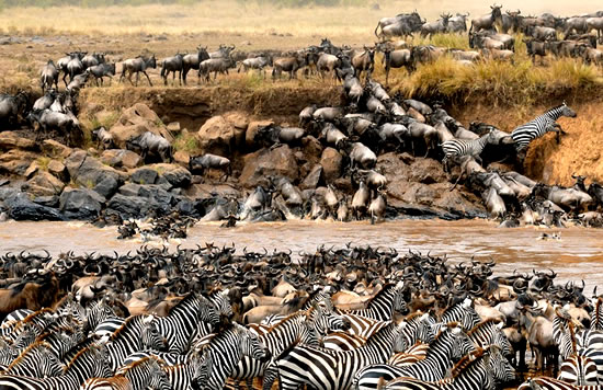 Wildebeests and Zebras crossing the Mara River